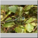 Anax imperator - Grosse Koenigslibelle 07b.jpg